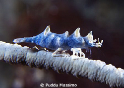 nikon d2x 60mm macro 2 strobes,Manado by Puddu Massimo 